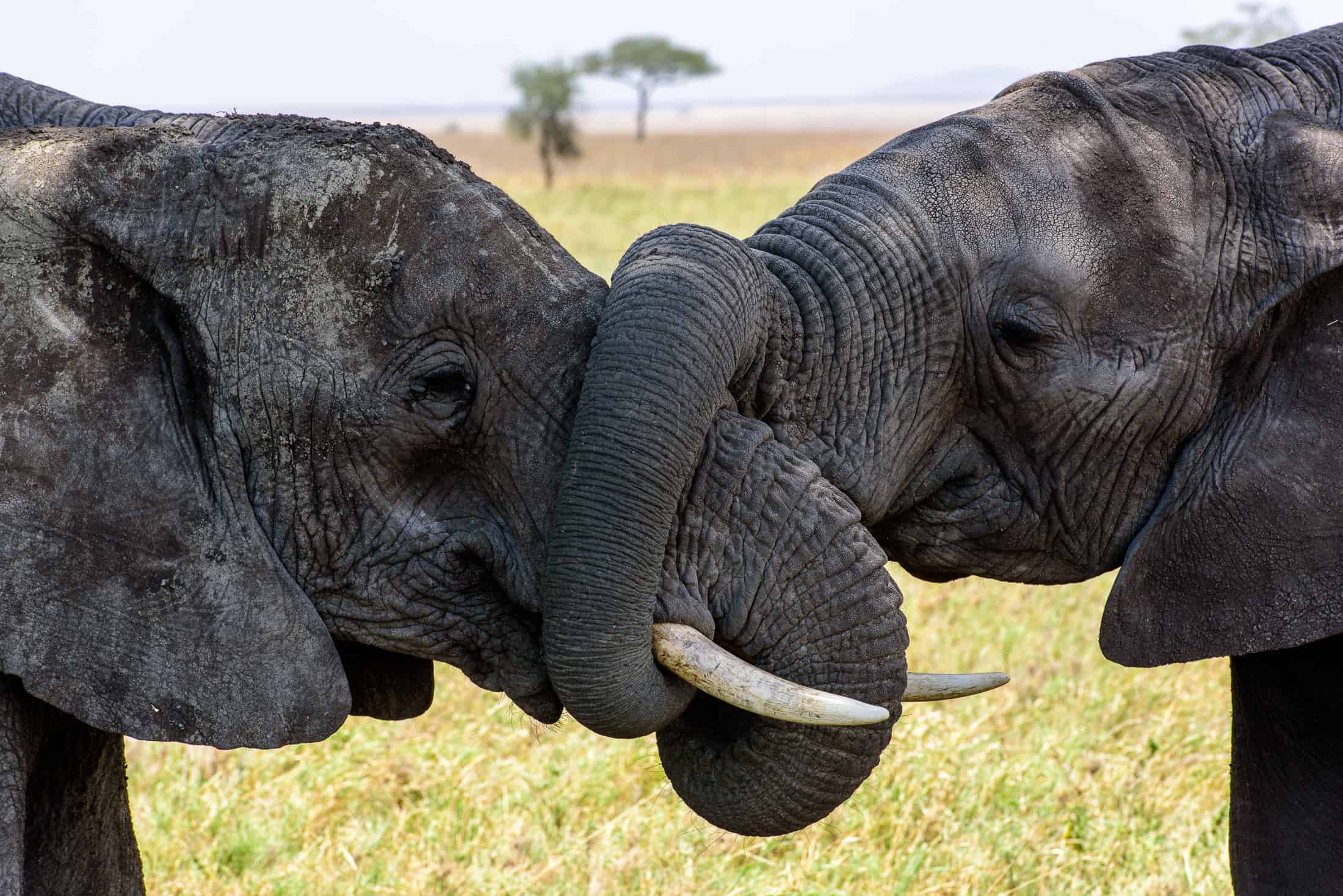 Elephants Serengeti Monika Salzmann Travel Photography