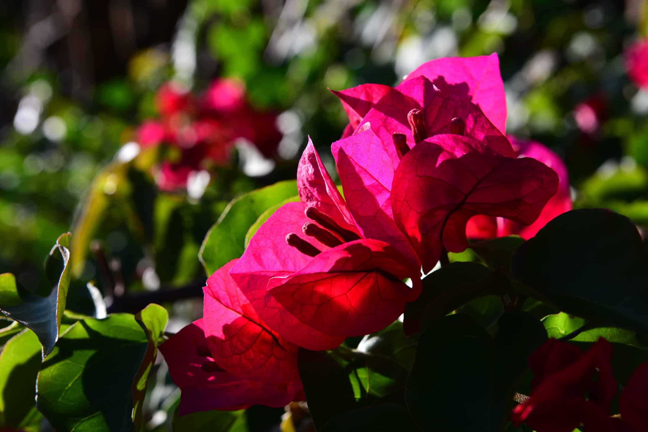 Purple Bougainvillea Monika Salzmann Travel Photography Purple Bougainvillea Monika Salzmann Travel Photography