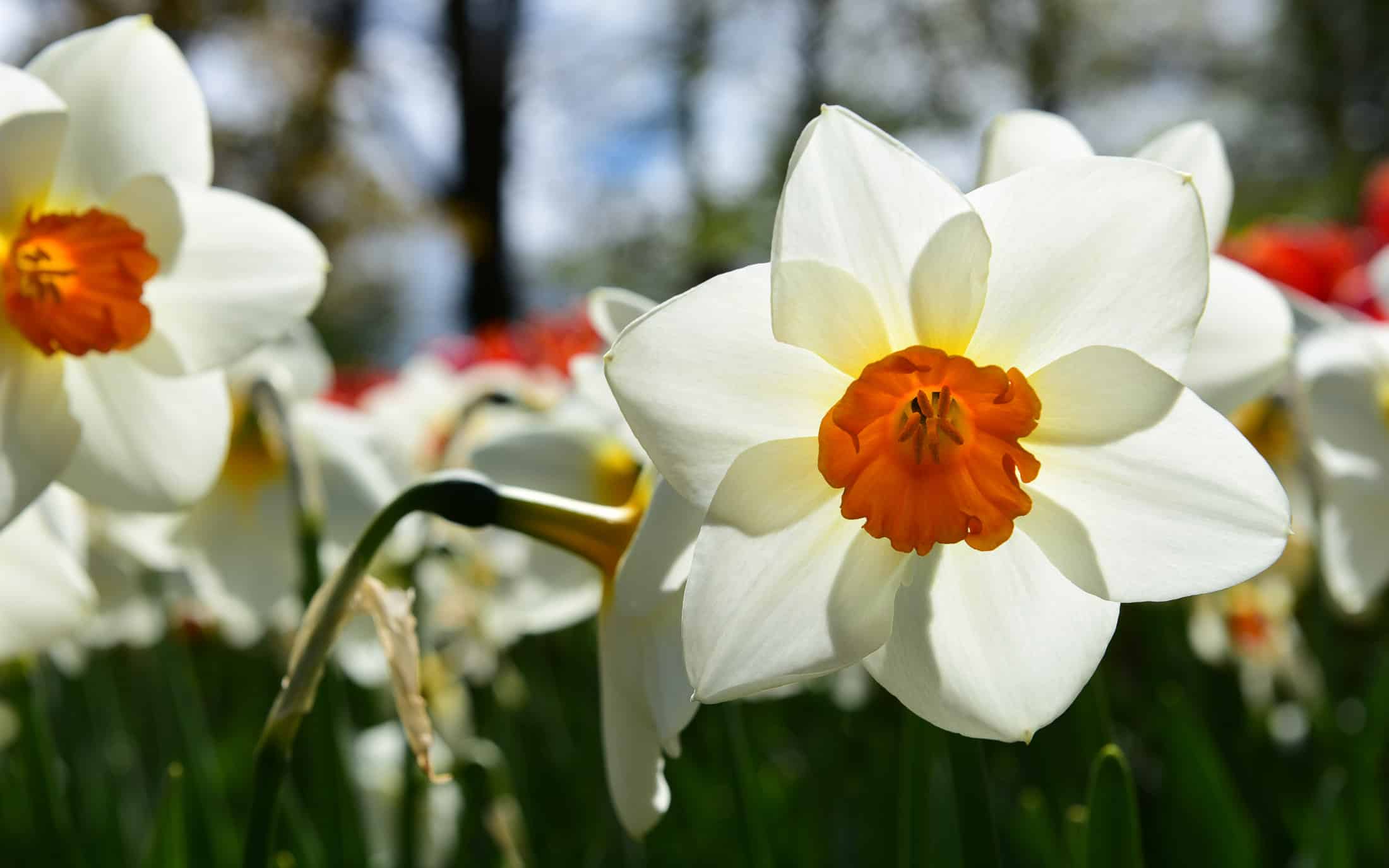 White daffodil | Monika Salzmann – Travel Photography