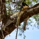 Sleeping leopard on a tree in Serengeti