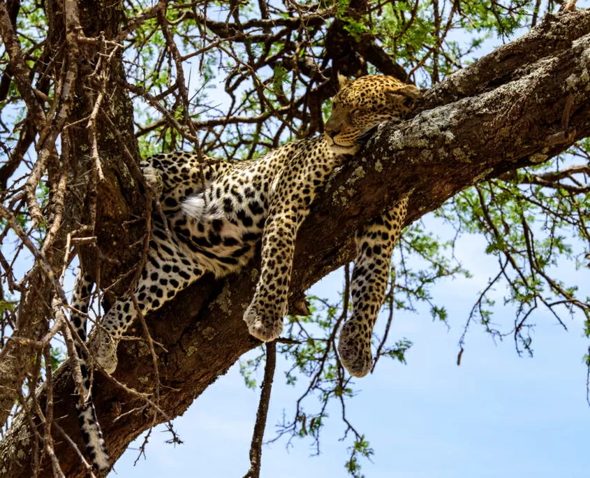 Sleeping leopard on a tree in Serengeti