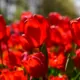 Red tulips